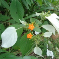 Mussaenda frondosa L.